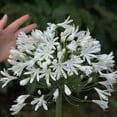 thumbnail image 3 of Agapanthus Getty White - 50 Live Plants - Blooming Groundcover Grass, 3 of 9