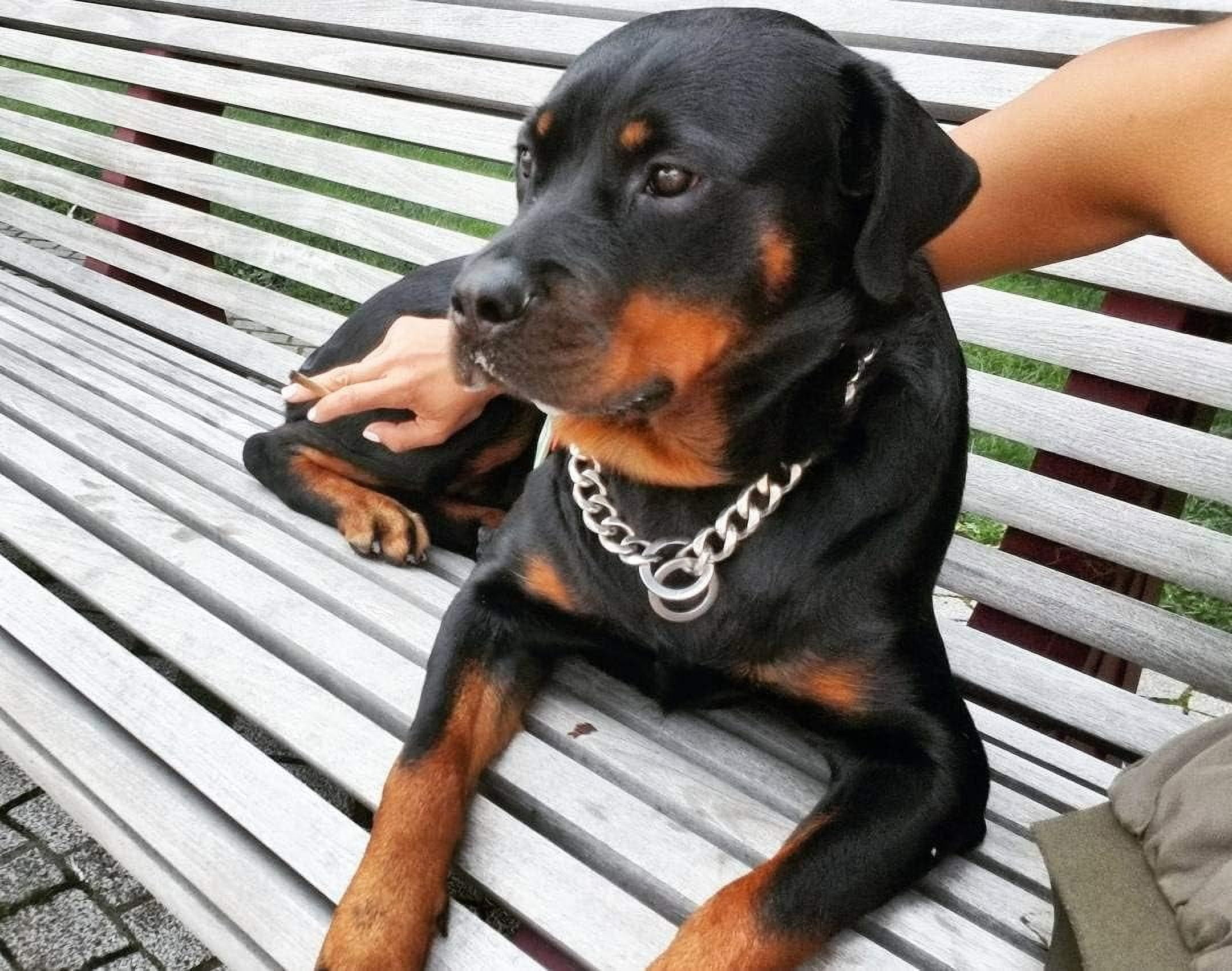 Heavy Duty Cuban Chain Dog Collar for Large Dogs - 20mm XL Extra Wide,Silver