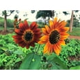 thumbnail image 2 of TomorrowSeeds - Red Sun Sunflower Seeds - 600+ Count - For 2026 Planting Maroon Burgundy Gold, 2 of 7