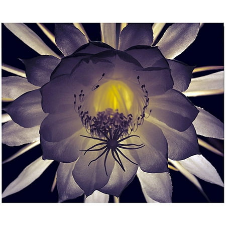 Trademark Art "Floral Contrast" Canvas Art by Kurt Shaffer
