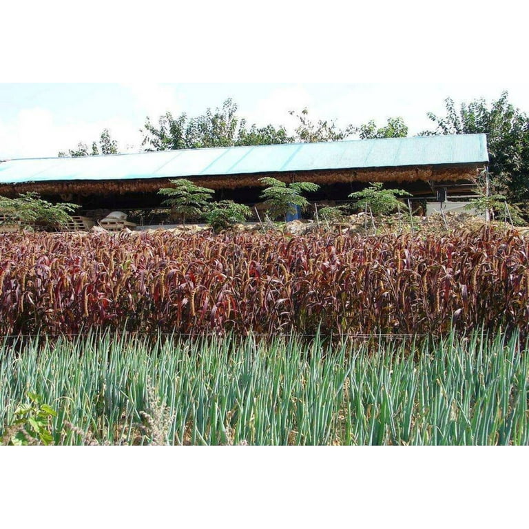 ☆millet☆ turnerseed: Japanese Millet - VNS