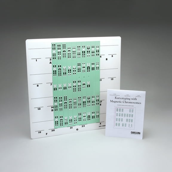 Karyotyping With Magnetic Chromosomes Demonstration Kit
