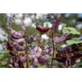 Plant Good Seed Organic MMF7 Ruby Moon Hyacinth Bean Seeds Pack of 12