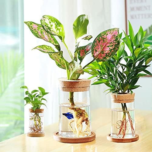Glass Planter Hydroponic Plant Vase Propagation Station for Indoor Plants Betta Fish Bowl with Bamboo Stand and Wood Lid Desktop Decorations Gifts Clear$$Garden & Patio