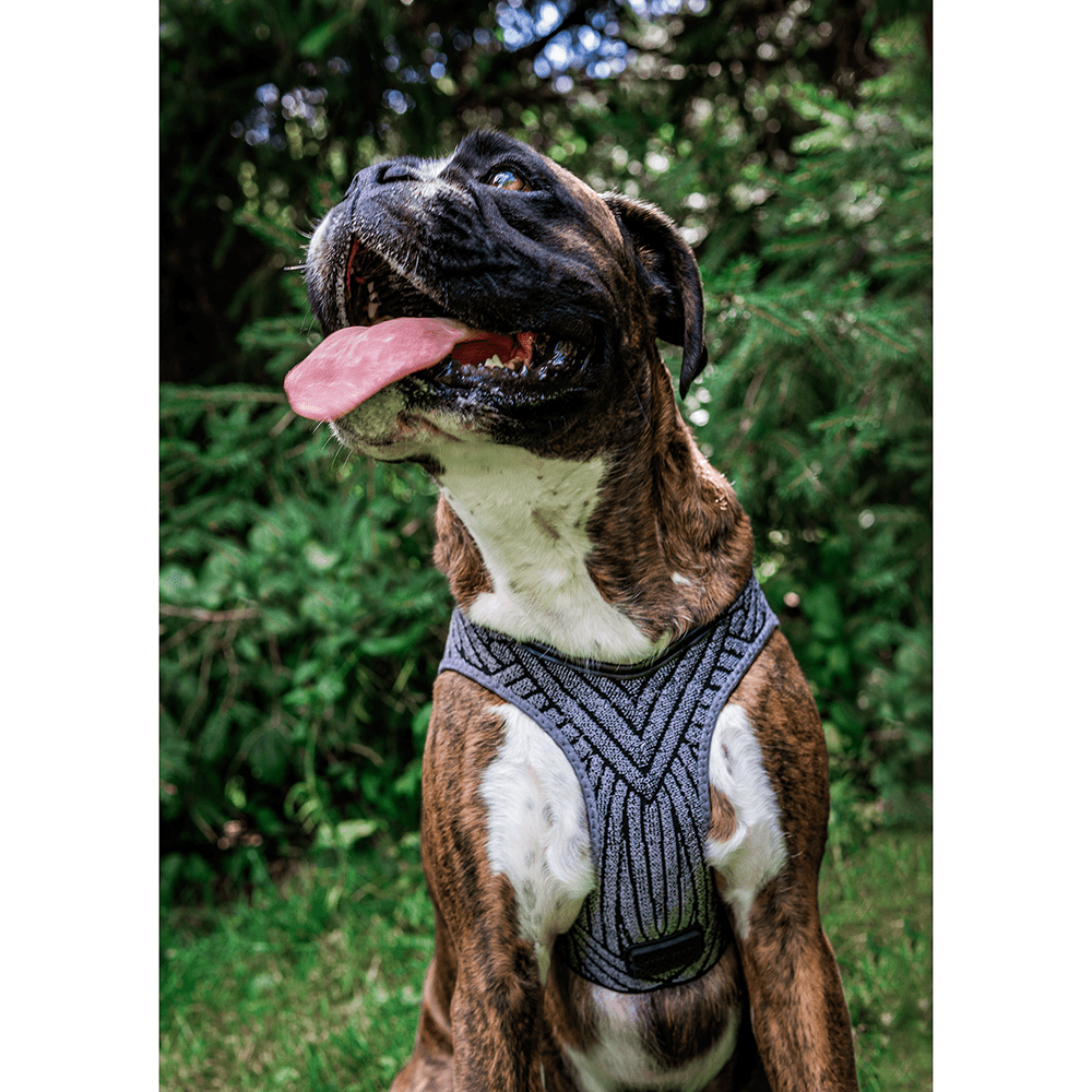 PETKIT Air Fly Pet Harness, Medium, Breathable, Light Foam, Shock Absorbent (Medium)