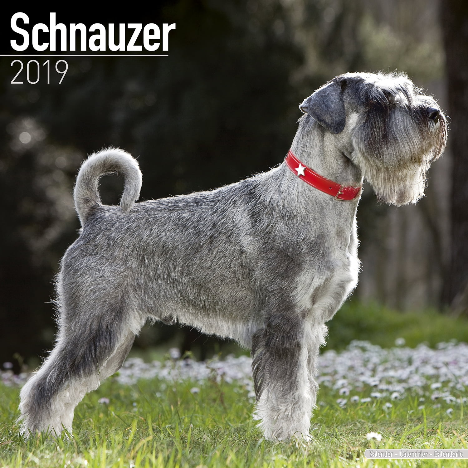 Schnauzer Calendar 2019 Dog Breed Schnauzers Schnauzer Calendar 2019 Dog Breed Schnauzers Premium Wall 2018 Com