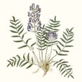 thumbnail image 2 of Vision Studio  26x26 White Modern Wood Framed Museum Art Print Titled - Graceful Botanical I, 2 of 4