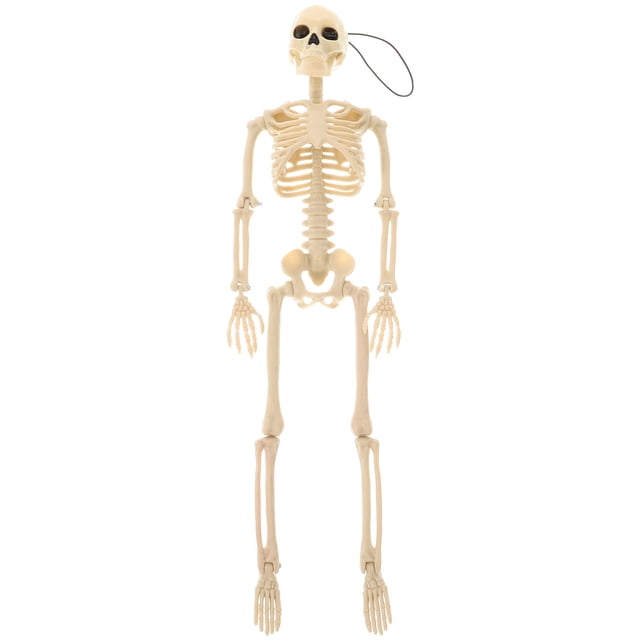 Miangastore Realistic Skeleton Model White 1Set 14.6X3.5X3.5In For Parties