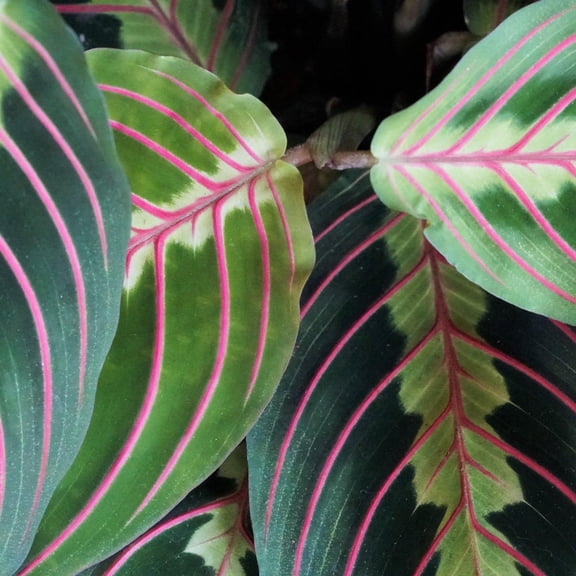RedCrocus Prayer Plant Maranta Assorted Indoor Tropical Foliage Decorative Houseplant  8" Hanging Basket