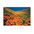thumbnail image 2 of Unknown 24x20 White Modern Wood Framed Museum Art Print Titled - Vision - Edelweiss Flowers, 2 of 4