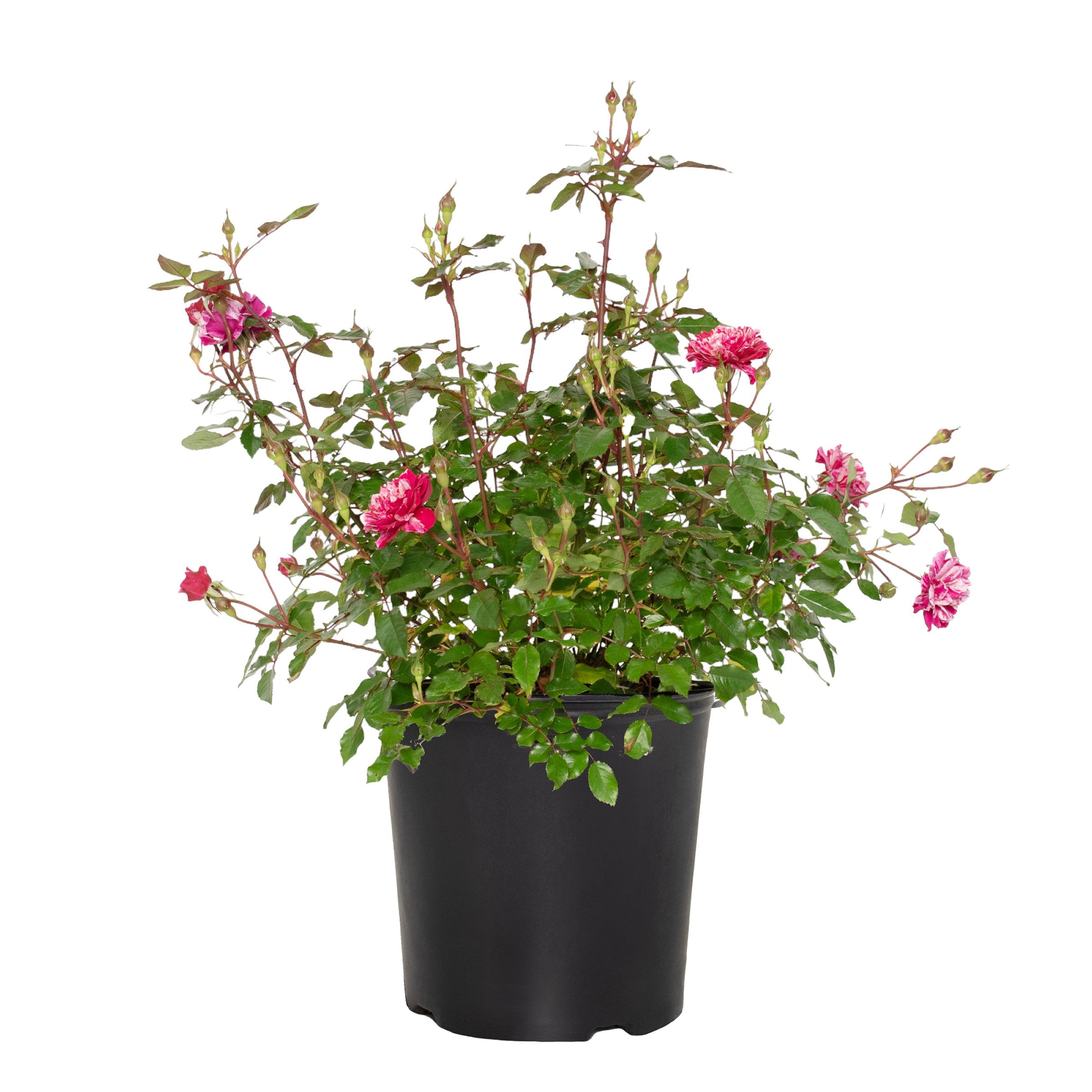 2 gal Rose Candy Sunblaze with Pink and White Striped