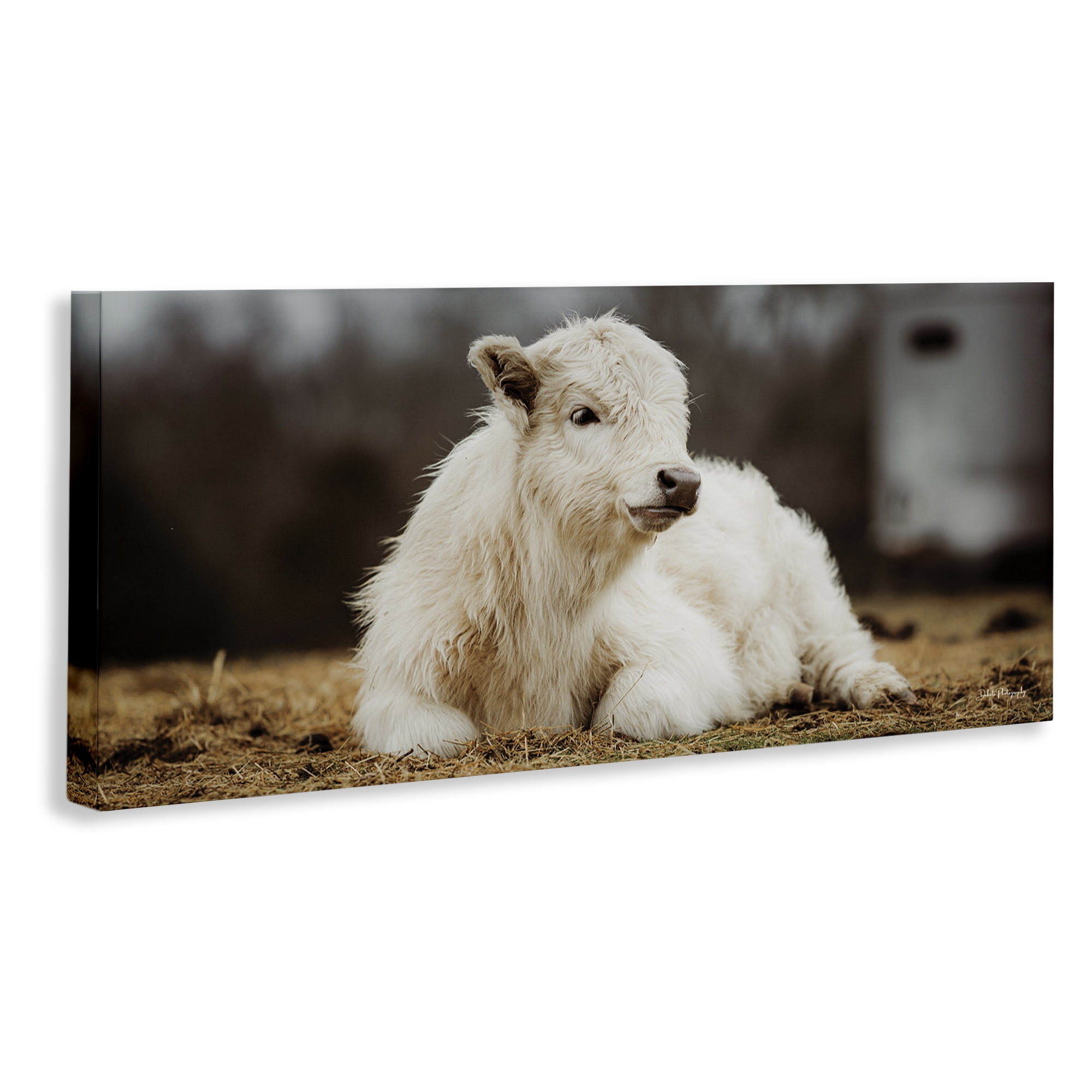 Stupell Industries Baby White Cattle Animals & Insects Photography Gallery Wrapped Canvas Art Print Wall Art, 48 x 20