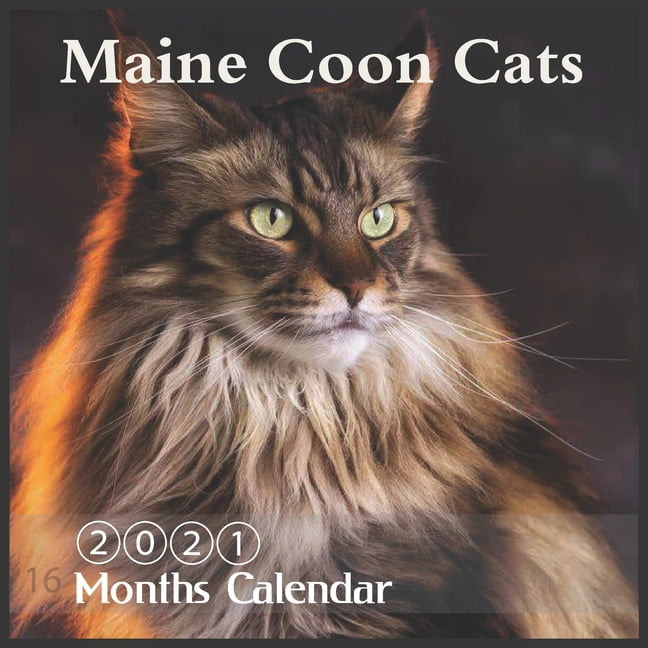 Maine Coon Cats 21 Wall Office Calendar 16 Month Mainecoon Calendar With Major Holidays Paperback Walmart Com