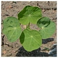 thumbnail image 3 of Everwilde Farms - 1/4 lb Jewel Mixed Nasturtium Garden Flower Seeds - Gold Vault Bulk Seed Packet, 3 of 3