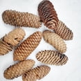 thumbnail image 6 of 10 PCS Large Spruce Pine Cones, Big Natural Pinecones for Christmas & Fall/Winter Decor, Vase/Bowl Filler, Wreath & Craft Ornaments,C, 6 of 6