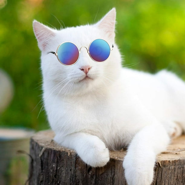 Drôle Mignon Chien Chat Rétro Lunettes de Soleil de Mode Lunettes