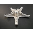 thumbnail image 4 of 12 Large Knobby White Starfish 5"- 6" Beach Cottage Wedding Decor Nautical Crafts, 4 of 5