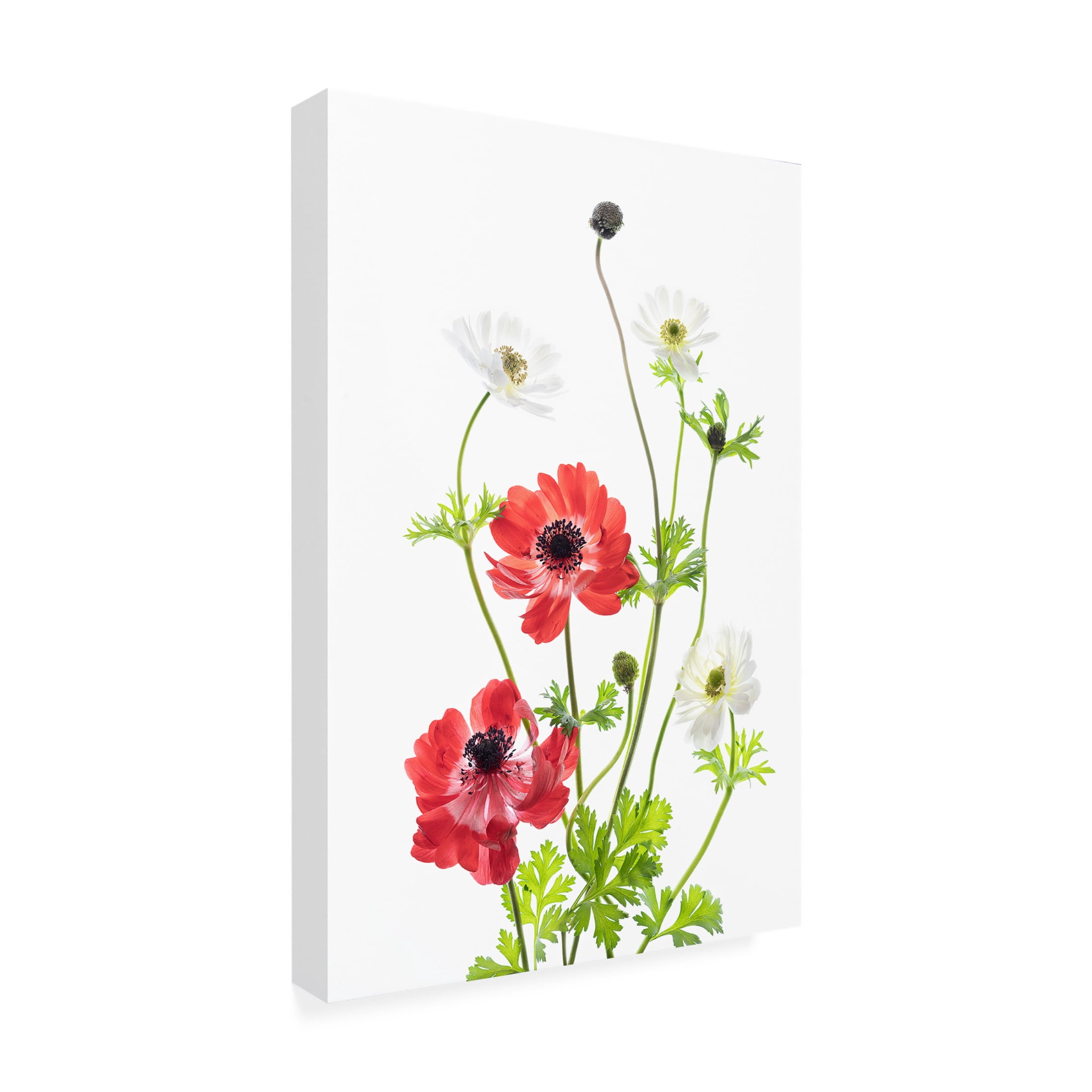 Canvas Wall Art - Ipuravida 'Spring Anemone Family' Wall Art for Living Room, Bedroom, or Office Décor by Trademark Fine Art - 22 x 32 Inches