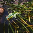 thumbnail image 2 of Arbogast G760-507 Hula Popper Topwater Popper, 2", 3/8 oz, Leopard Frog, Floating, 2 of 6