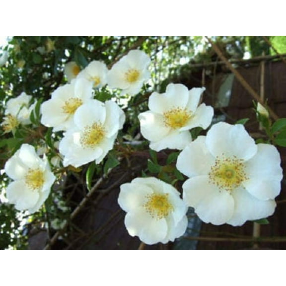 Seedville 10 White Japanese Rose Plant Seeds, Cold Hardy Fragrant Flowers