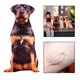 thumbnail image 4 of Cojín de Almohada de Felpa con Diseño de Perro de , Relleno de Algodón PP Duradero para Sofá, Cama, Juguete de Oficina Reali Estilo D Hugo Arrojar la almohada, 4 of 10