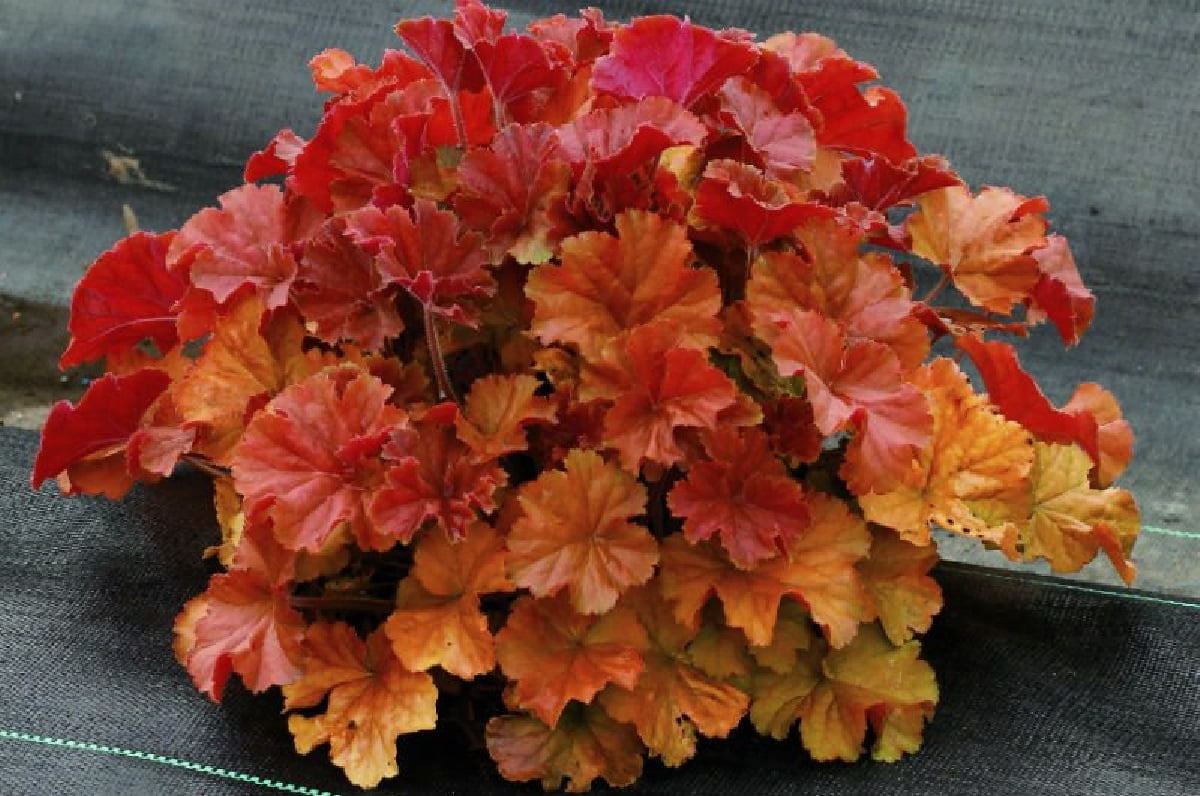 Гейхера ред лайтинг. Гейхера Heuchera Northern exposure Red. Гейхера Northern exposure Red. Гейхера Амбер вейвс.