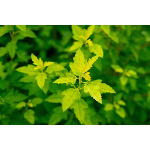 1 Gallon Cougar Cub™