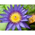 thumbnail image 2 of Susan Vizvary Photography 32x25 White Modern Wood Framed Museum Art Print Titled - Purple Single Flower, 2 of 4