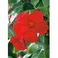 thumbnail image 4 of Mandevilla Giant Crimson 4 Inch Pot, 4 of 7