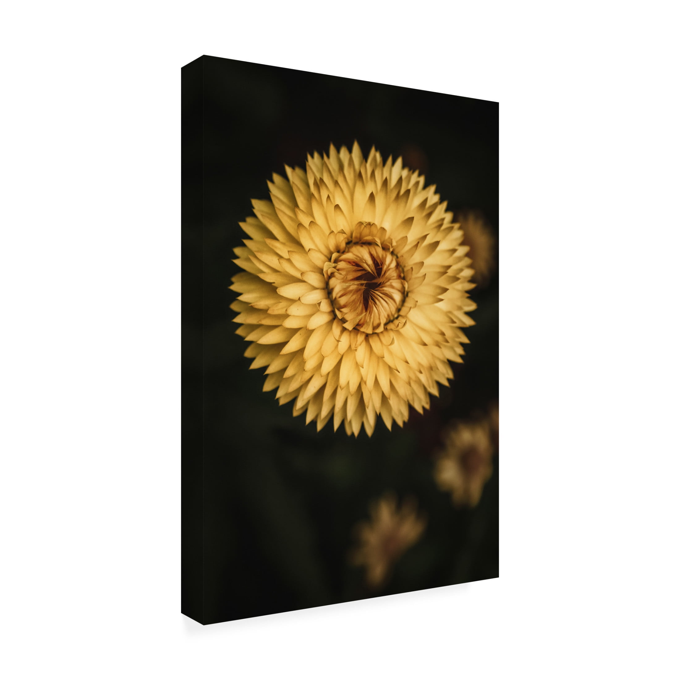 Trademark Fine Art Tim Mossholder Yellow Floral Texture Canvas Wall Art
