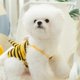 thumbnail image 4 of Bee Pineapple Swimsuit Dress Pet Dog Clothes Bikini Clothing Dogs Super Small Cute Chihuahua Print Summer Swimsuit Dog Clothes ShopWise Round, 4 of 6