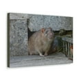 thumbnail image 2 of Majestic Rat Art Majestic Rat Print Animal Wall Art Wildlife Canvas Prints Wall Art Ready to Hang Unframed, 2 of 18