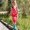 Red, variant on Rain Pants Kids,Kids Snow Suit Boys Snowsuit Rain Pants Toddler Snow Pants for Boys Kids Snow Pants Girls Toddler Rain Pants