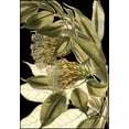 thumbnail image 2 of Vision Studio 14x18 Black Ornate Wood Framed with Double Matting Museum Art Print Titled - Tranquil Tropical Leaves VI, 2 of 4