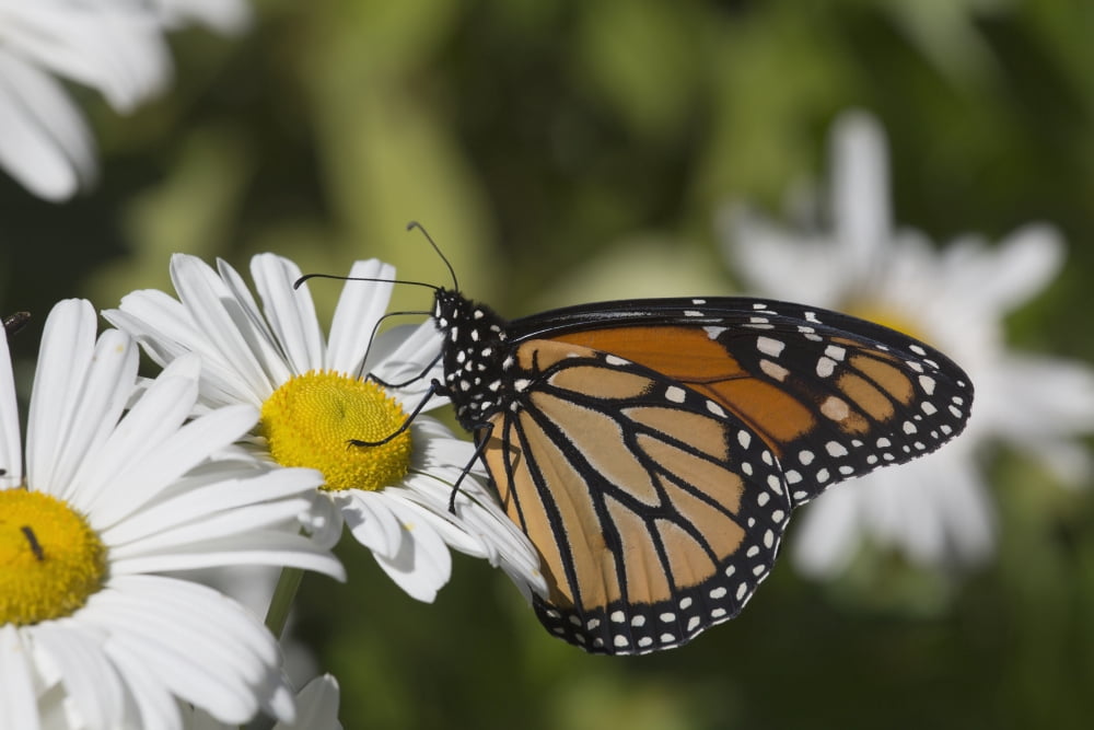 Monarch Butterfly (