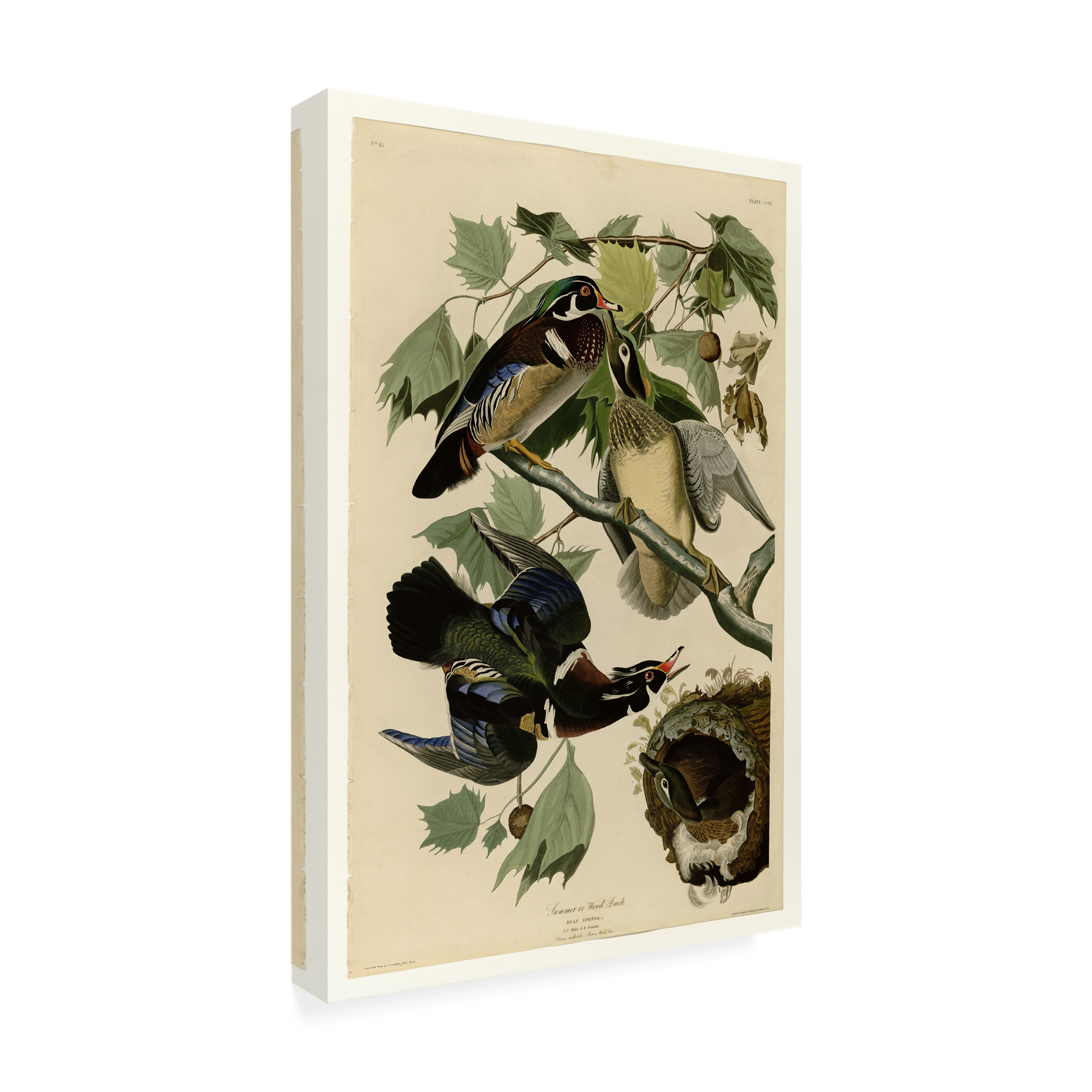 Audubon 'Summer Duckplate 206' Canvas Art