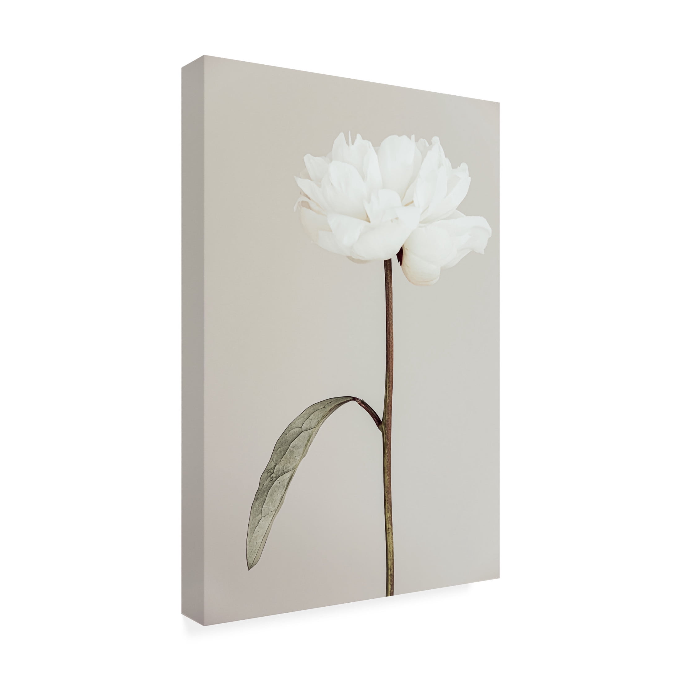 Trademark Fine Art Pictufy Studio III Peony 07 Canvas Wall Art