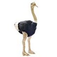 thumbnail image 2 of OSTRICH, MALE 32'', 2 of 2