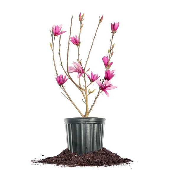 Perfect Plants Ann Magnolia 3 Gallon