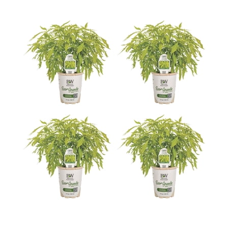 Proven Winners 4" ColorBlaze Mini Me Chartreuse Coleus Live Plant in 4.25" Pot (4 Count)