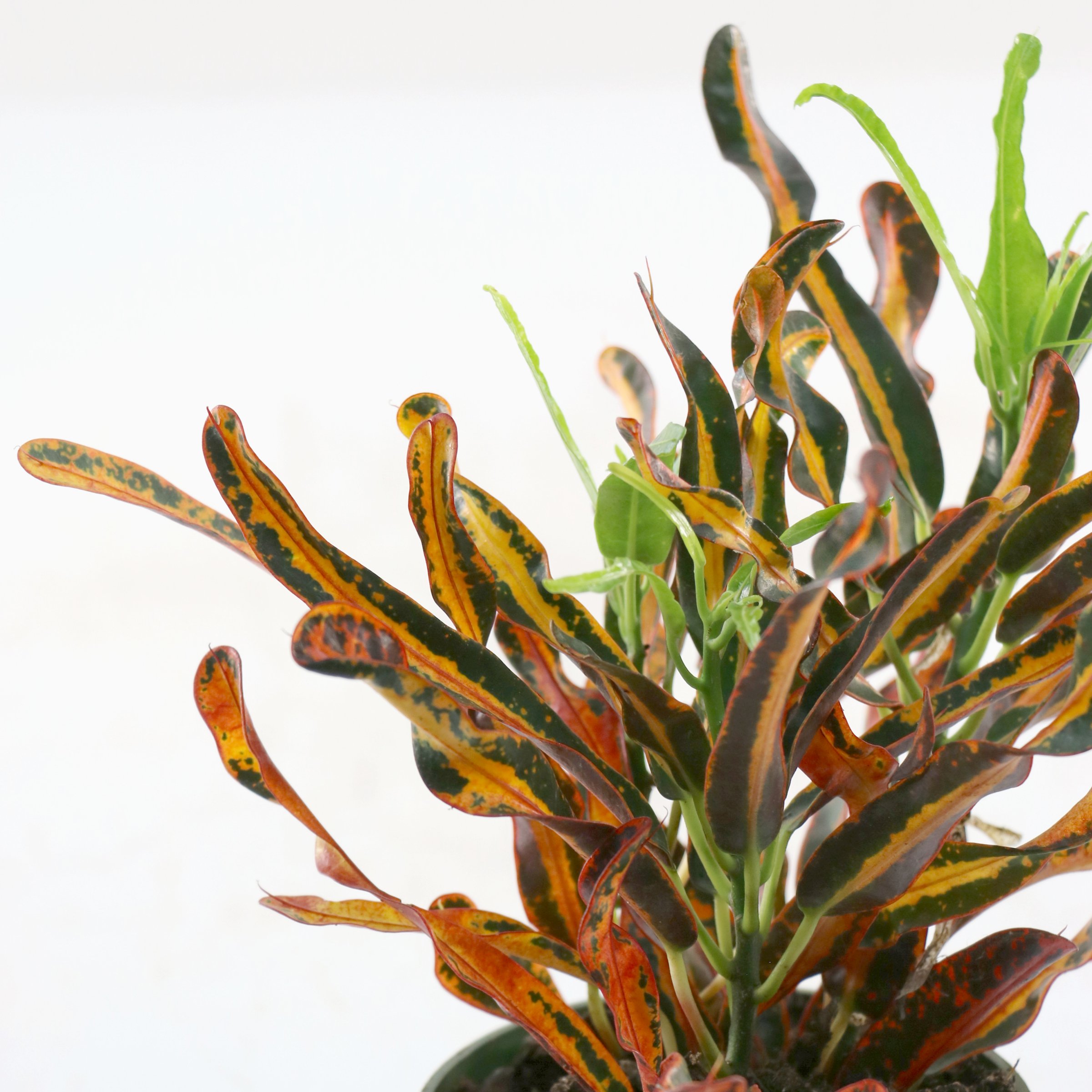4 in. Croton Red Banana Plant in Grower Container (3-Pack)