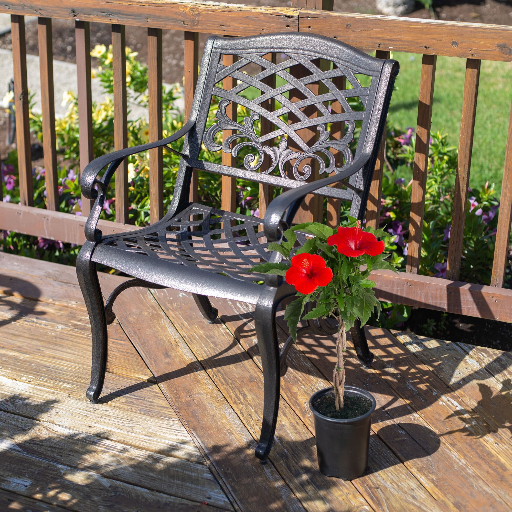Island Blooms Hibiscus 42" Live Outdoor Plant in 10" Grower Pot
