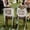 Green, variant on Just Married Wedding Chair Signs Set of 2, Sheer Lace Bride and Groom Chair Back Decor with Ribbon, Romantic Elegant Decor for Wedding Reception Ceremony Sweetheart Table