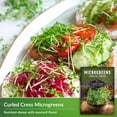 thumbnail image 3 of 2 Packs Curled Cress Microgreens Seeds - Non-GMO Heirloom Annual Full Sun Herb, 3 of 6