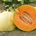 thumbnail image 1 of Extravagant F1 Hybrid Melon Seeds - 5 Lb Bulk ~72000 Seeds - Non-GMO, F1 Hybrid - Fruit & Vegetable Garden - Cucumis melo, 1 of 1