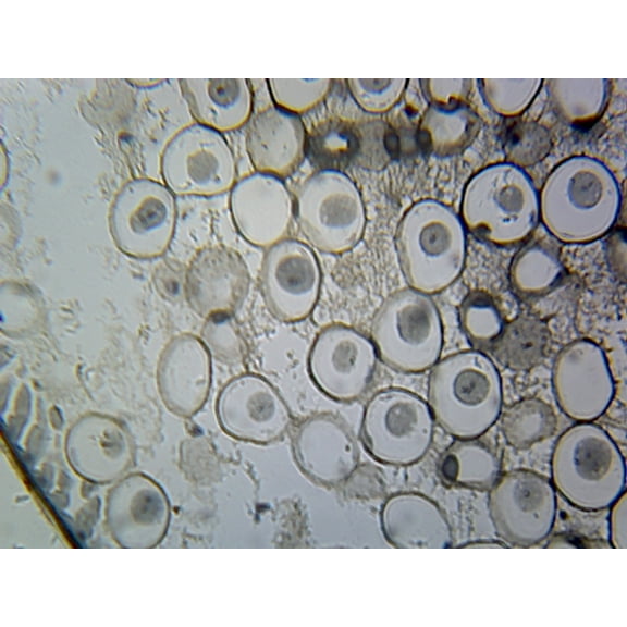 Centrioles, from Animal Cells; Section by Go Science Crazy