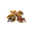 thumbnail image 3 of global crafts Mahogany Wood Animal Napkin Rings - Set of Six, 3 of 3