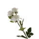 thumbnail image 3 of Bouquet de Flores Artesanía Bricolaje Peonía Regalos de Ocasión Cumpleaños de Decor Blanco, 3 of 9