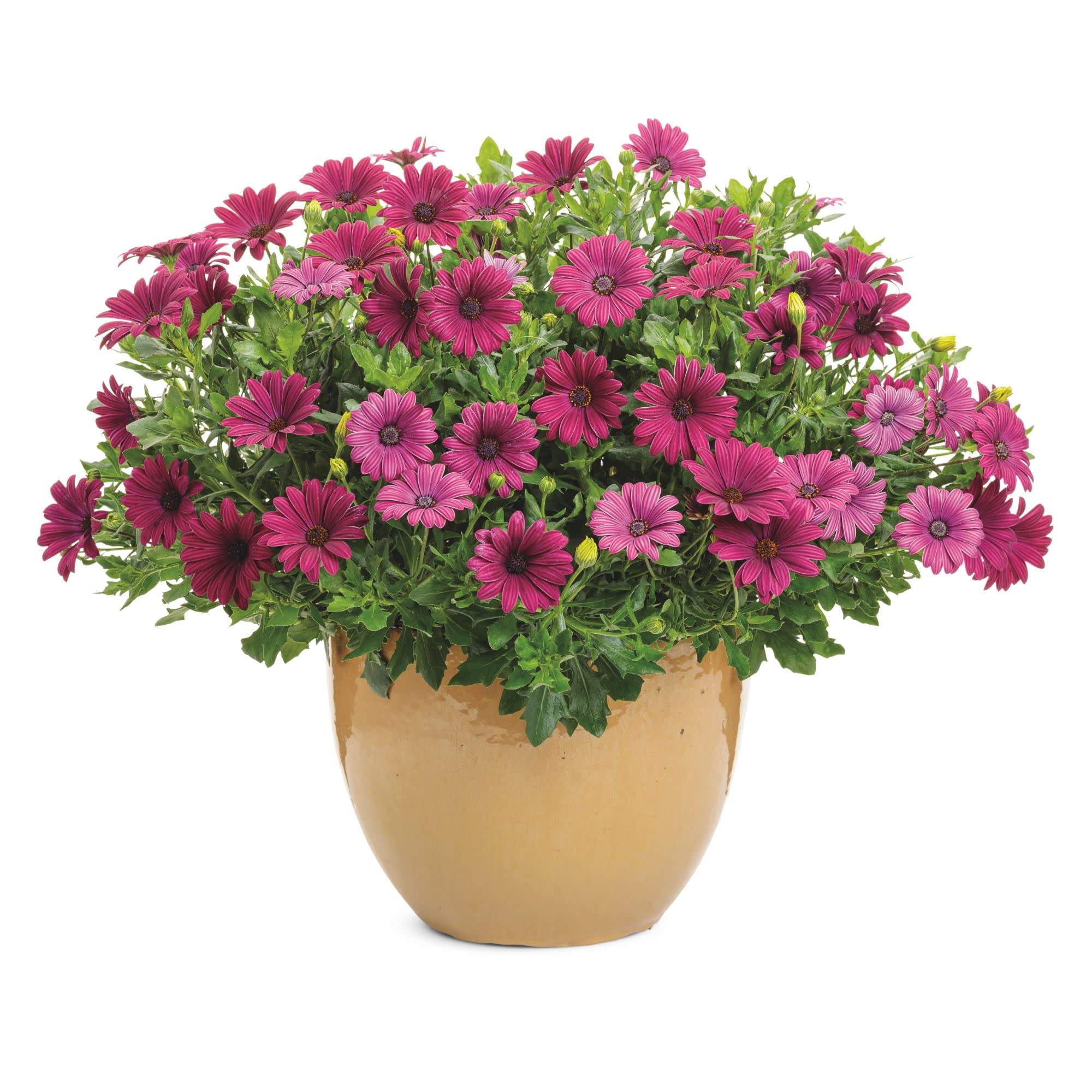 Proven Winners 4" Bright Lights Purple African Daisy Live Plant in 4.25" Pot (4 Count)
