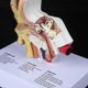 thumbnail image 4 of 15 Times Life Size Human Ear Model Scientific Anatomy Teaching Supplies Anatomical Study Display Professional School Resource T, 4 of 5
